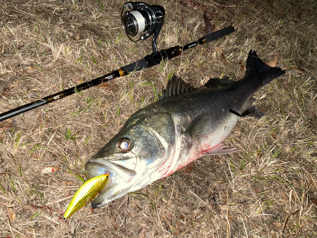 DAIWA 21モアザン ブランジーノ EX AGS 94MMHの最安値・インプレ・釣果