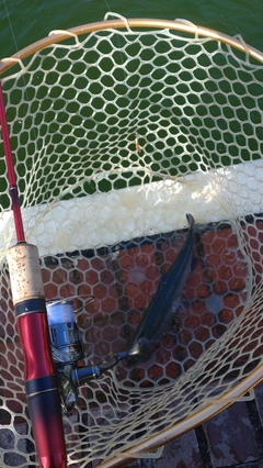 レインボートラウトの釣果