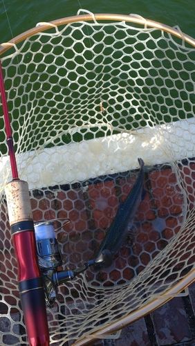レインボートラウトの釣果