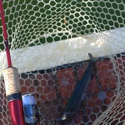 レインボートラウト