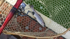 レインボートラウトの釣果