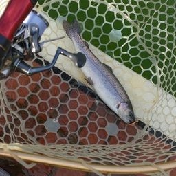 レインボートラウト