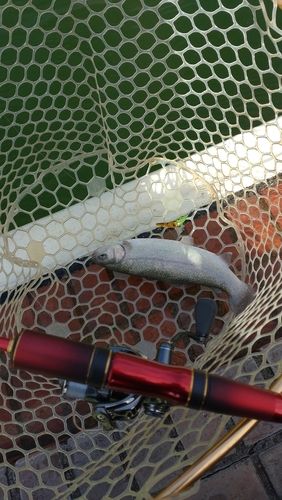 レインボートラウトの釣果