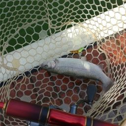 レインボートラウト