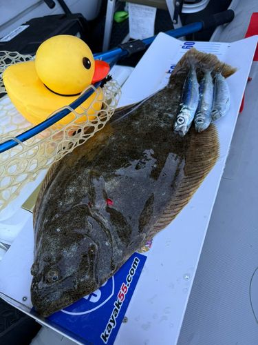 ヒラメの釣果