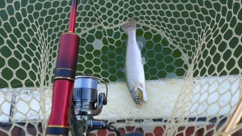 レインボートラウトの釣果
