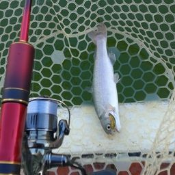 レインボートラウト