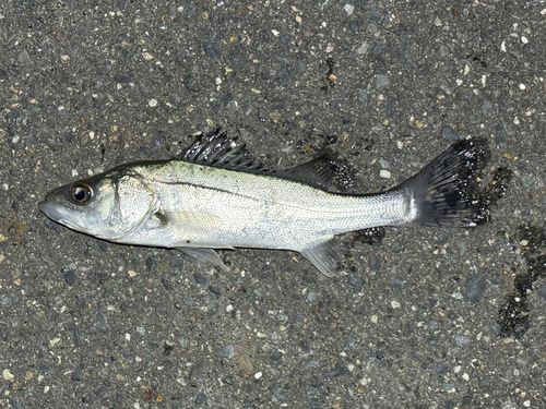 セイゴ（ヒラスズキ）の釣果