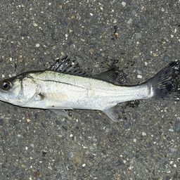 セイゴ（ヒラスズキ）