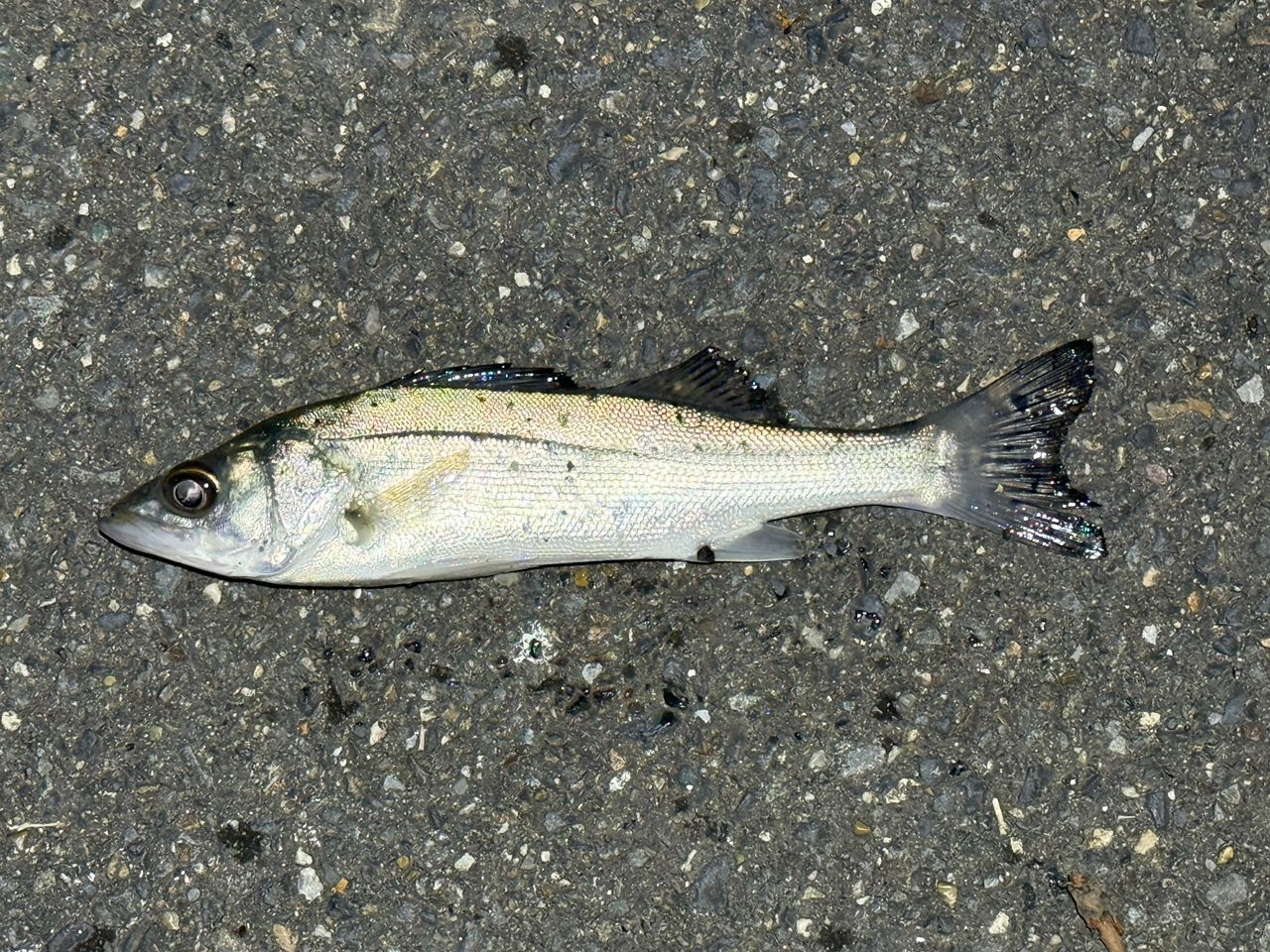 セイゴ（ヒラスズキ）