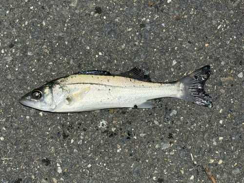 セイゴ（ヒラスズキ）の釣果