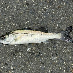 セイゴ（ヒラスズキ）