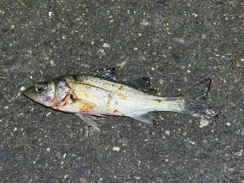 セイゴ（ヒラスズキ）の釣果