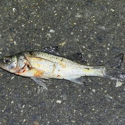 セイゴ（ヒラスズキ）