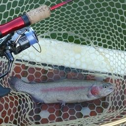 レインボートラウト