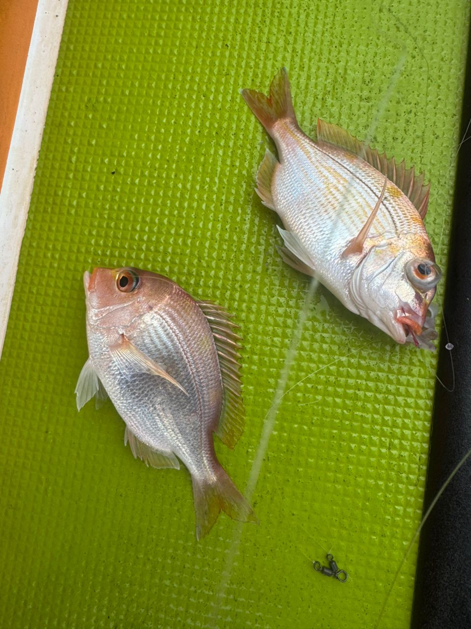 E-OSさんの釣果 1枚目の画像