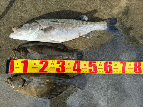 ヒラメの釣果