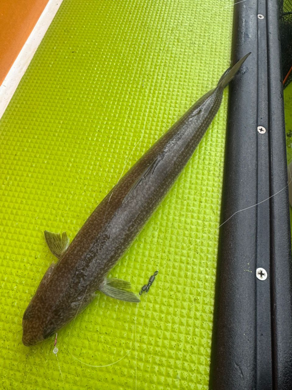 E-OSさんの釣果 1枚目の画像