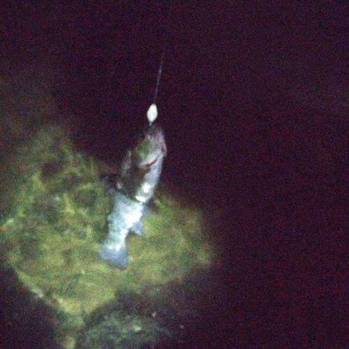 ベリーパーク in FISH ON! 王禅寺