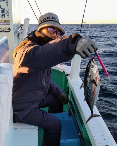 スマガツオの釣果