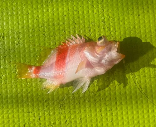 アズマハナダイの釣果