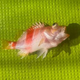 アズマハナダイ