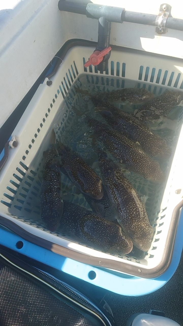 ショウサイフグ