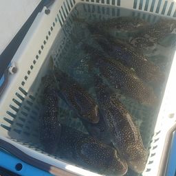 ショウサイフグ