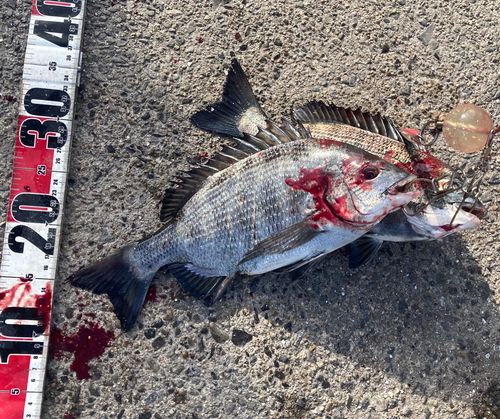 クロダイの釣果