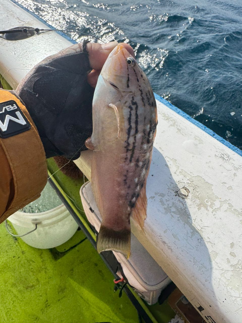 ホシササノハベラ