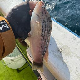 ホシササノハベラ