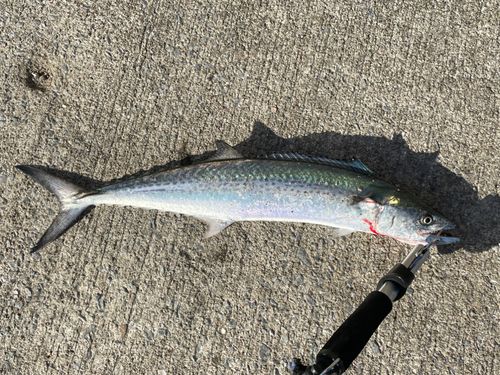 サゴシの釣果