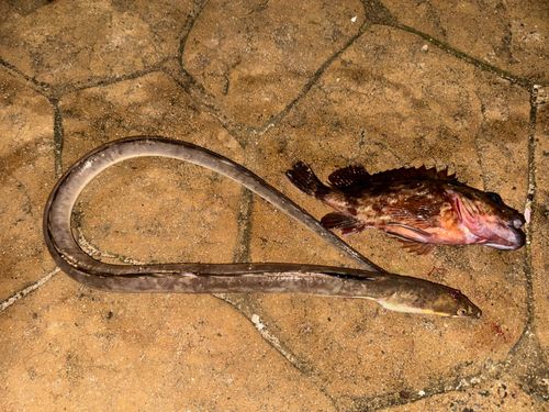 ホタテウミヘビの釣果