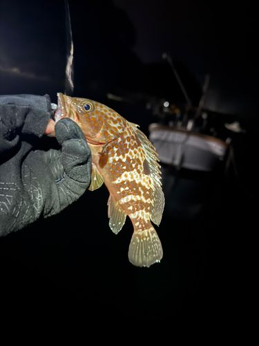 キジハタの釣果