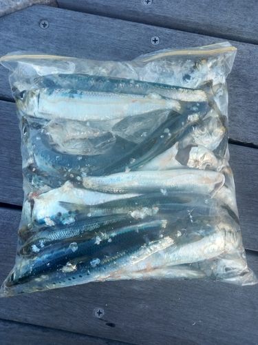 マイワシの釣果