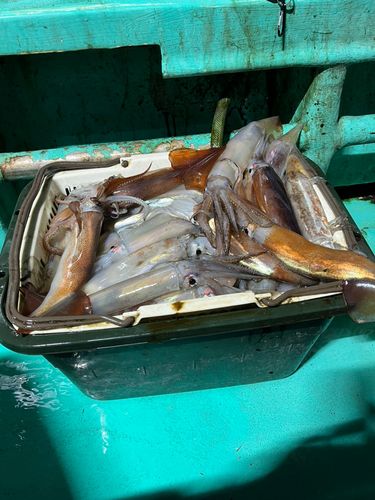 イカの釣果