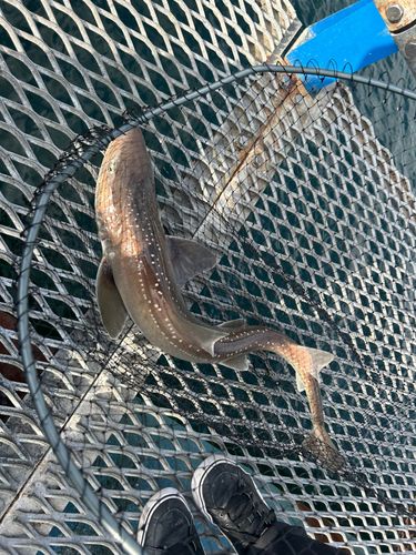 本牧海づり施設