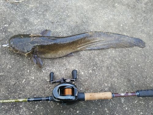 マナマズの釣果