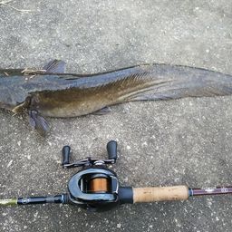 マナマズの釣果・釣り情報まとめ【2025年最新】 - アングラーズ | 釣果