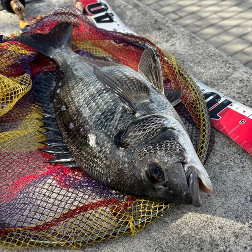 クロダイの釣果