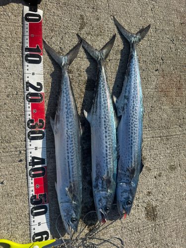 サワラの釣果