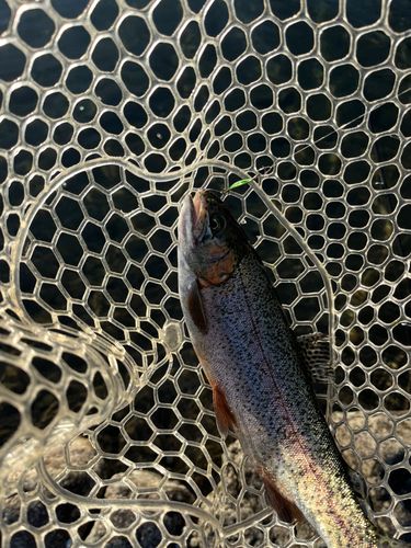 レインボートラウトの釣果