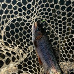 レインボートラウト