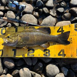 スモールマウスバス