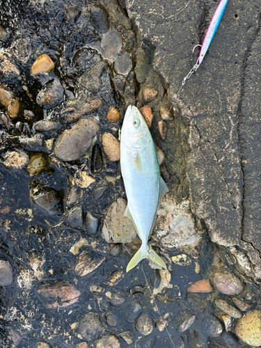 ワカシの釣果