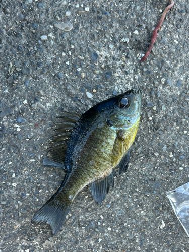 ブルーギルの釣果