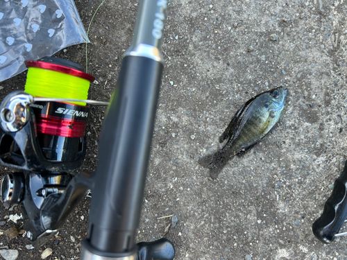 ブルーギルの釣果