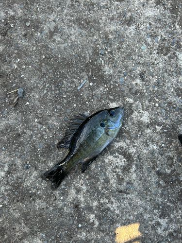 ブルーギルの釣果