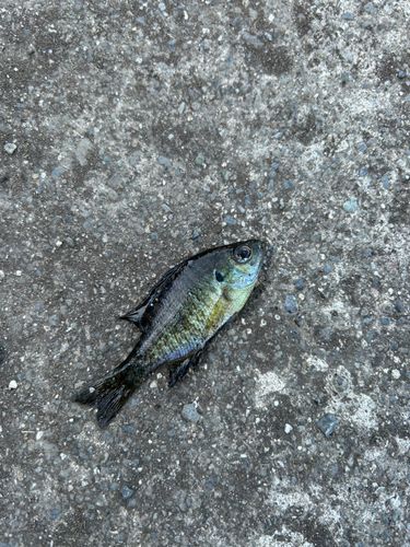 ブルーギルの釣果