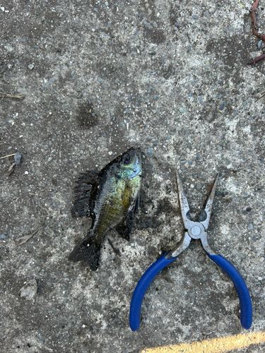 ブルーギルの釣果